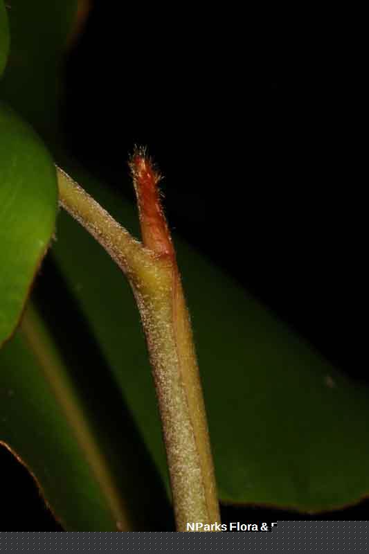 Hornstedtia leonurus