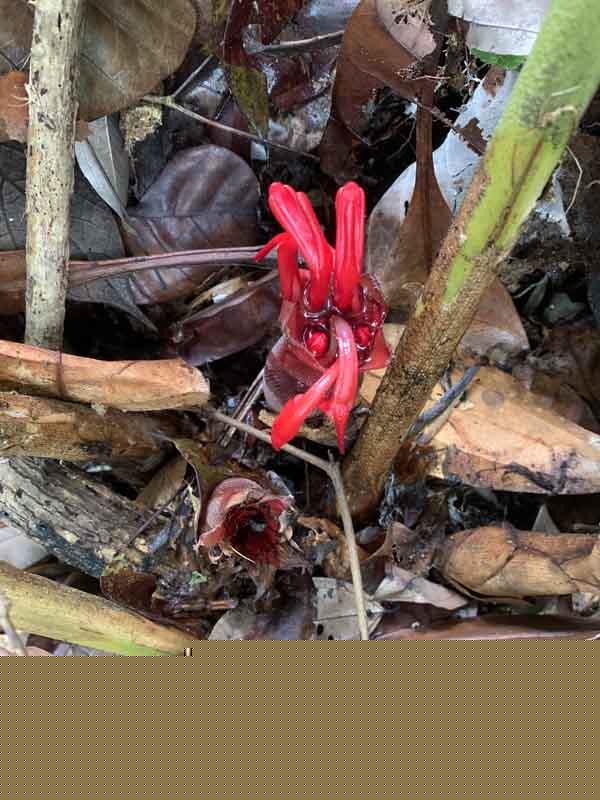 Hornstedtia scyphifera var scyphifera