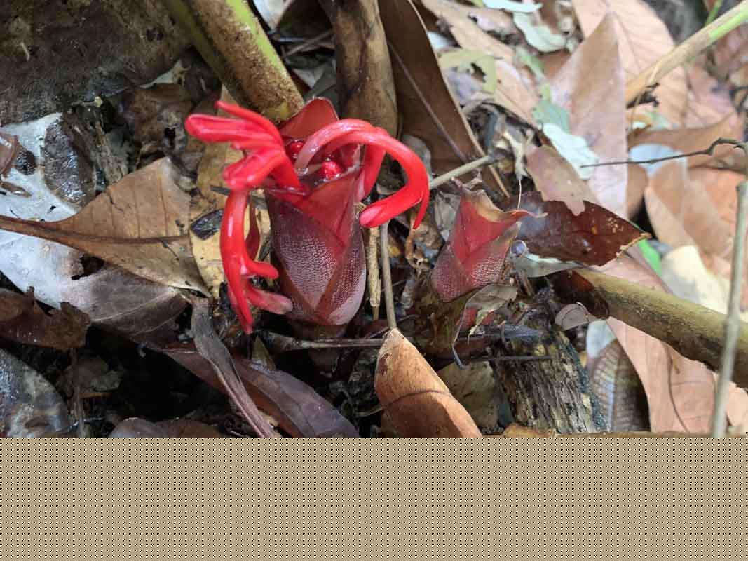 Hornstedtia scyphifera var scyphifera