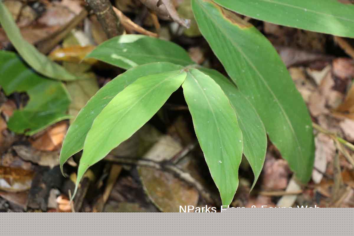 Hornstedtia scyphifera var scyphifera