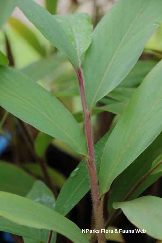 Hornstedtia scyphifera var scyphifera