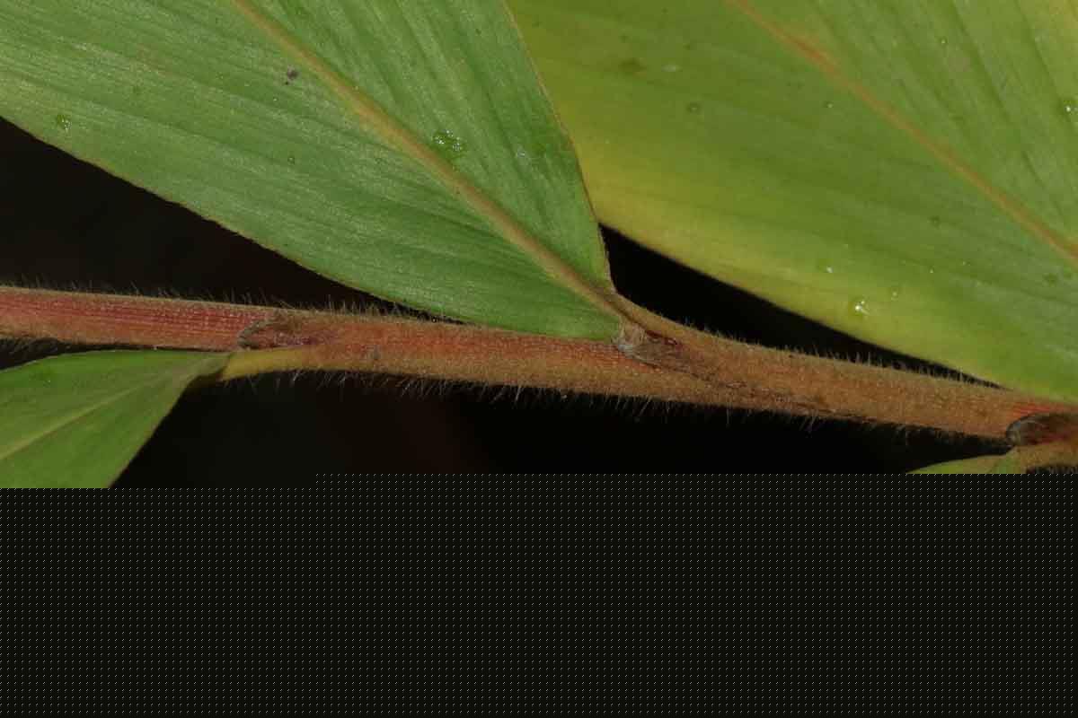 Hornstedtia scyphifera var scyphifera