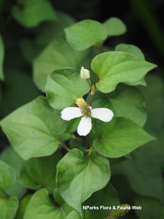 Houttuynia_cordata_Jessica_Teo_1