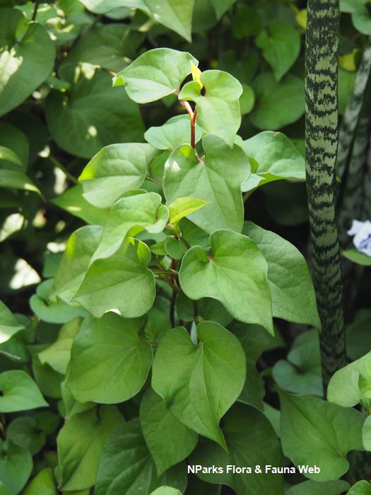 Houttuynia_cordata_Jessica_Teo_2