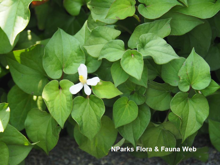 Houttuynia_cordata_Jessica_Teo_3