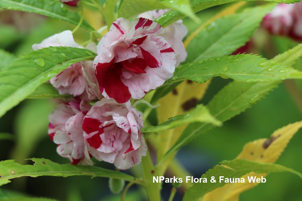 Impatiens_balsamina_Jennie_Tang_1rs