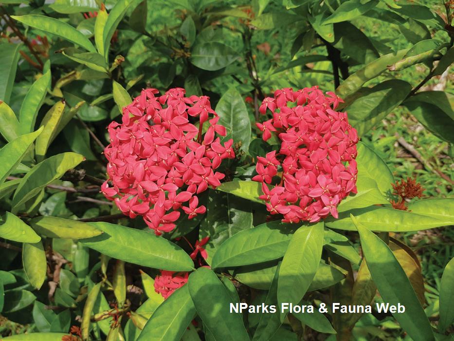 Ixora sales
