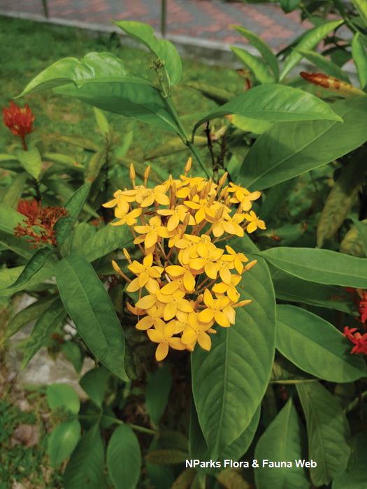 Ixora_javanica_Yellow_Soh_Weijing_1