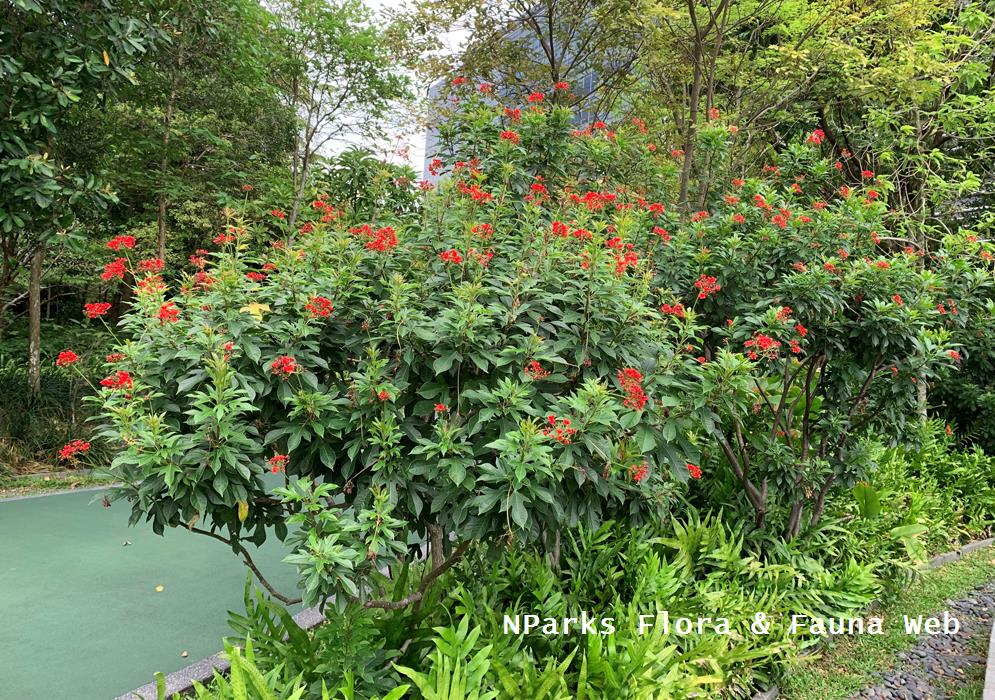 NParks | Jatropha integerrima
