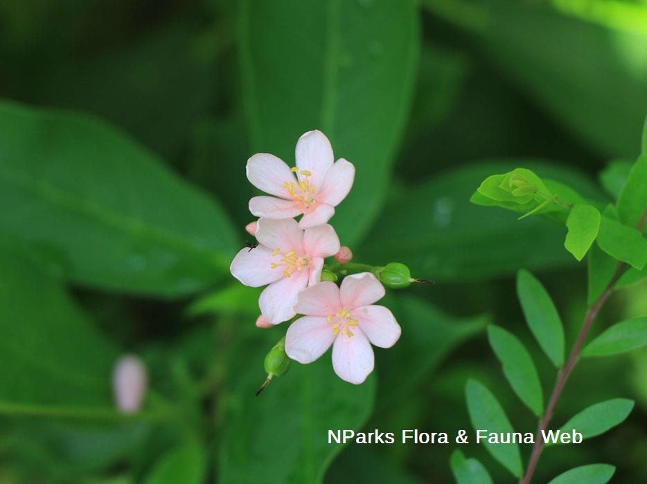 Jatropha integerrima Pink