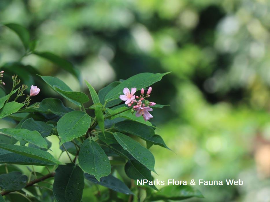 Jatropha integerrima Pink