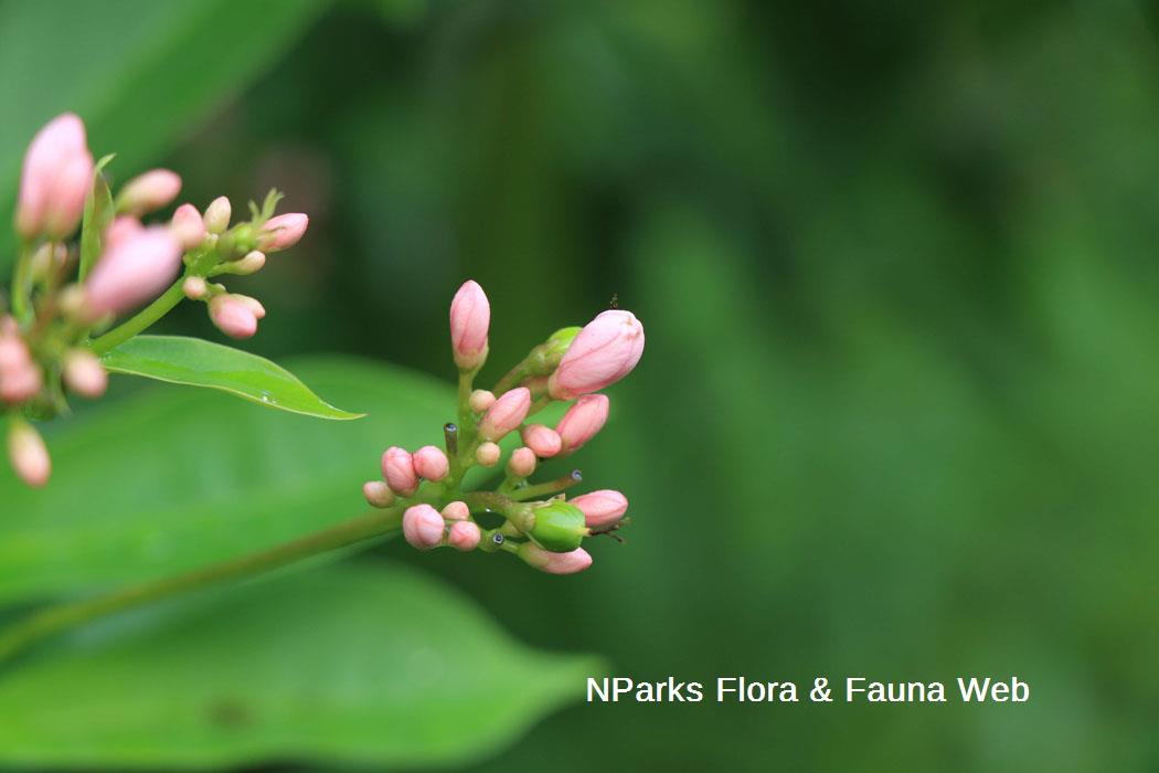 Jatropha integerrima Pink