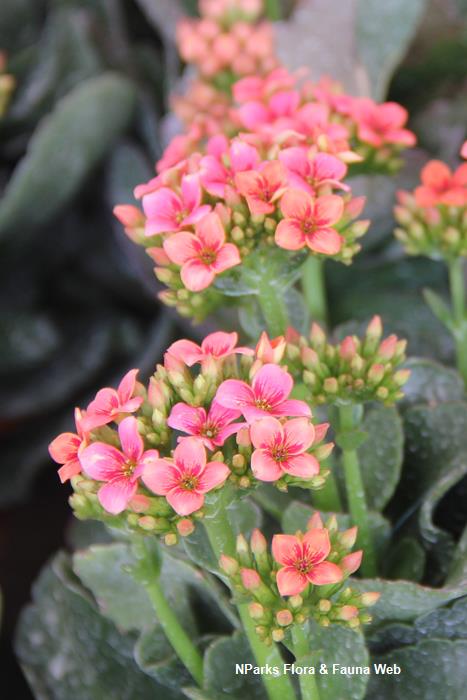 NParks | Kalanchoe blossfeldiana