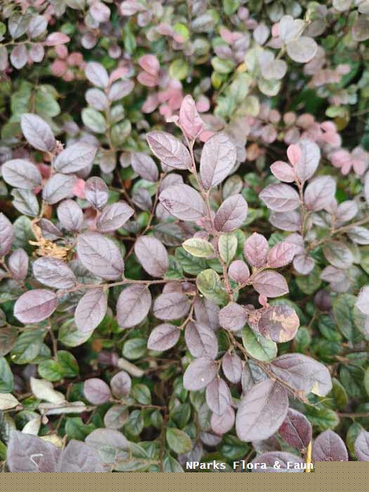 Loropetalum chinense var rubrum