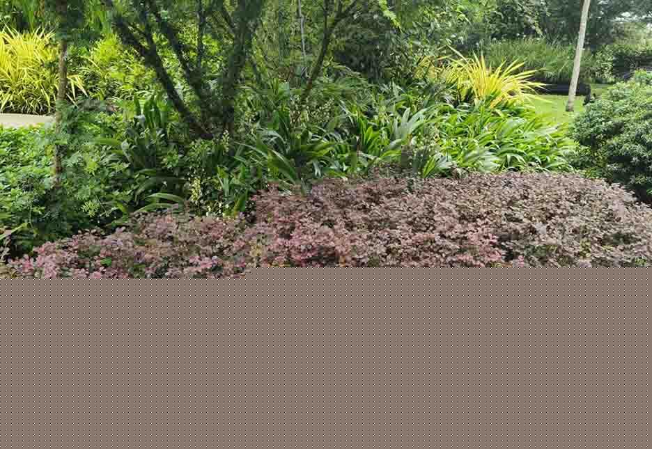 Loropetalum chinense var rubrum