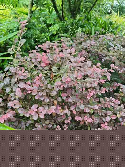 Loropetalum chinense var rubrum