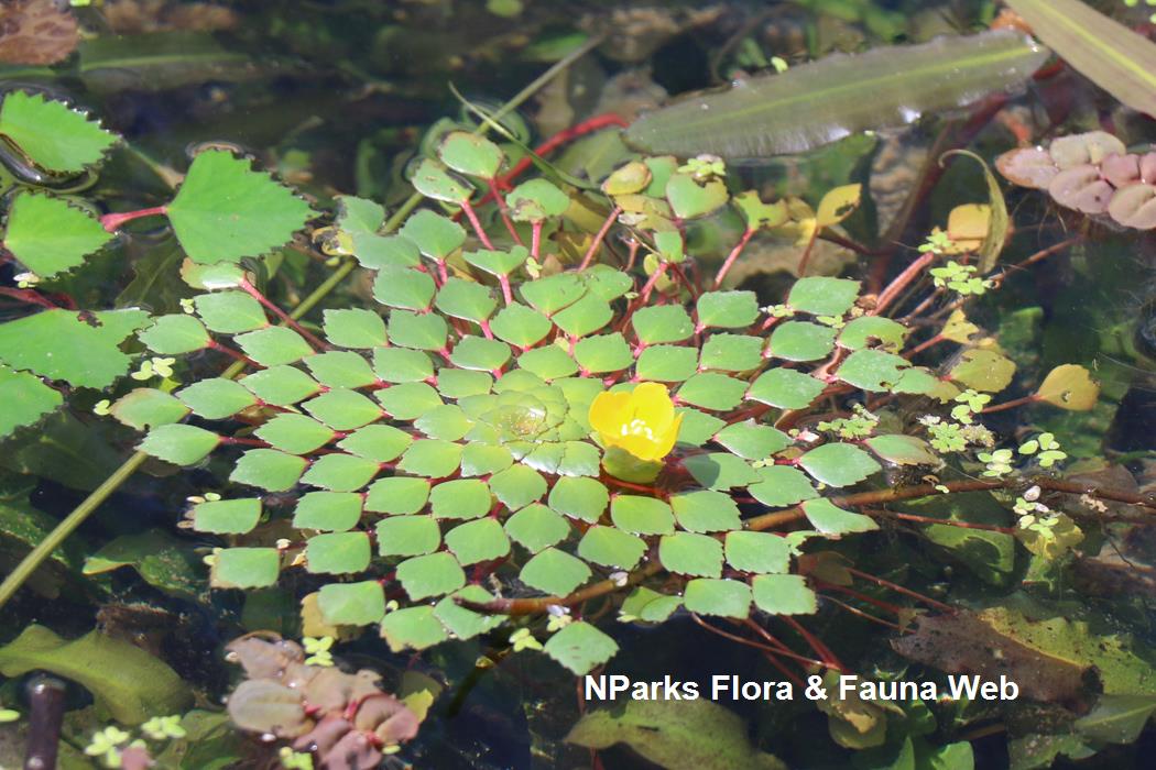 Ludwigia_sedioides_Jennie_Tang_1