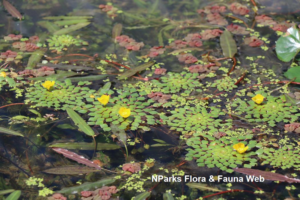 Ludwigia_sedioides_Jennie_Tang_2