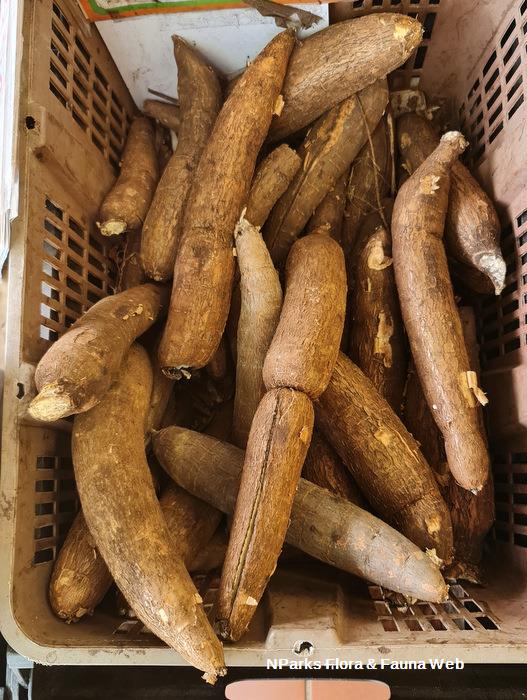 Manihot_esculenta_SohWeijing