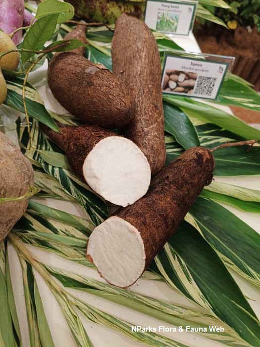 Manihot esculenta