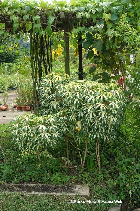 Manihot esculenta 'Variegata'