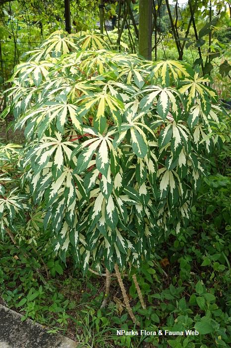 Manihot esculenta 'Variegata'