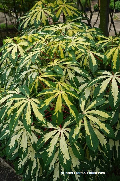 Manihot esculenta 'Variegata'