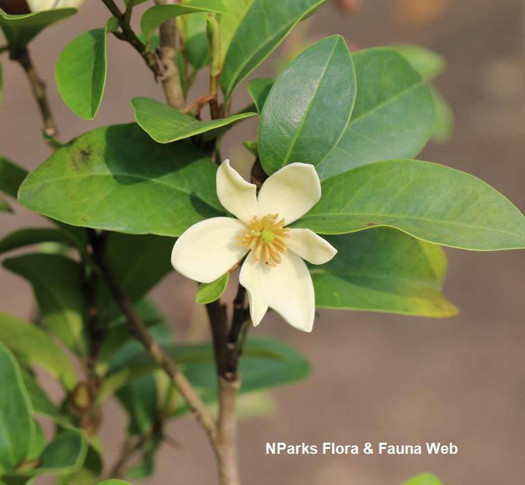 Magnolia figo