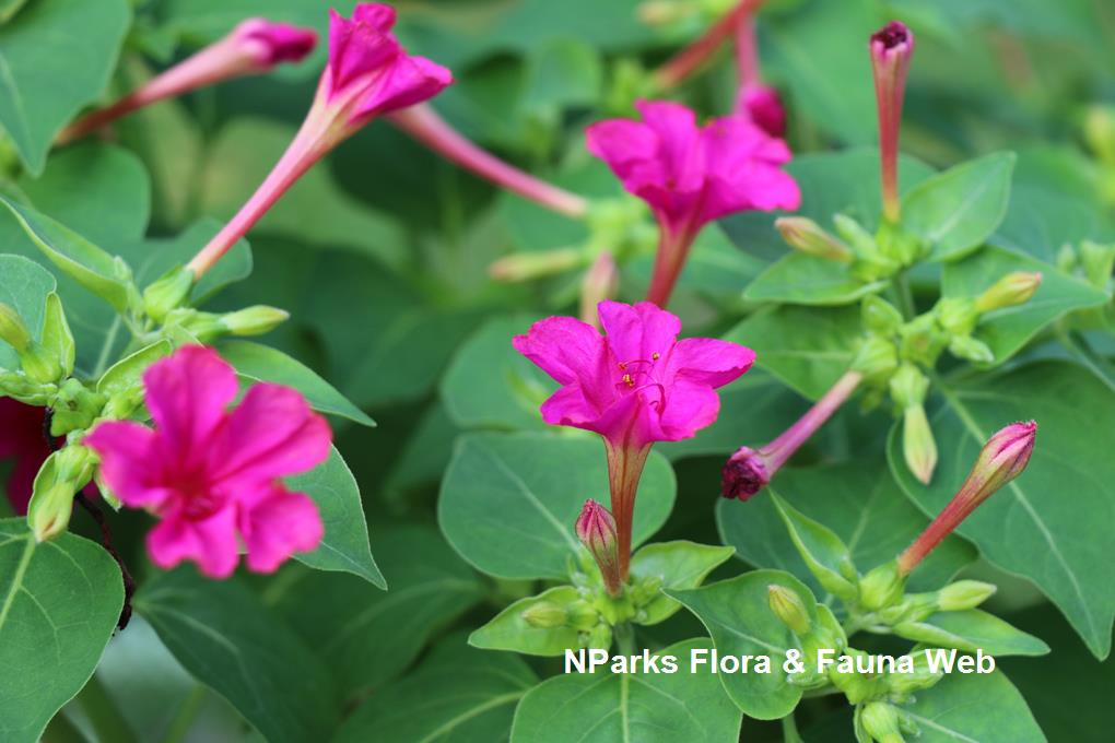 NParks Mirabilis jalapa