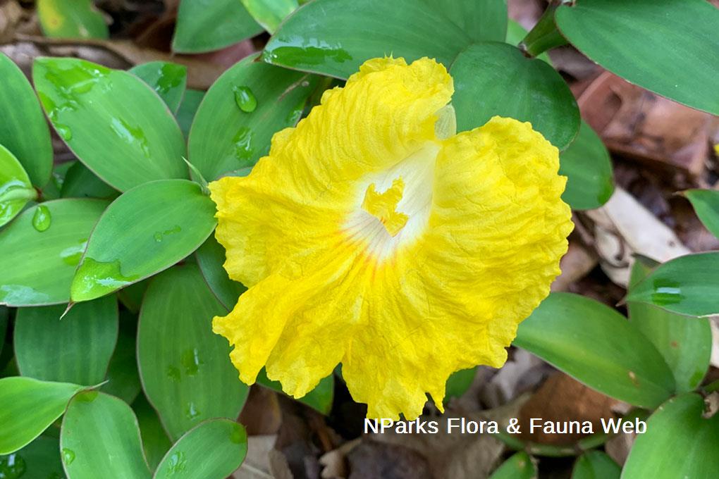 Monocostus uniflorus_Low Wei Teng