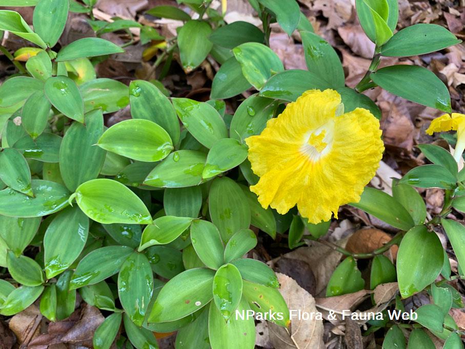 Monocostus uniflorus_Low Wei Teng