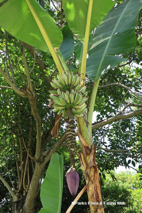 Musa 'Ae Ae'_Low Wei Teng