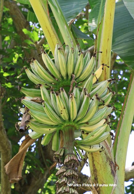 Musa 'Ae Ae'_Low Wei Teng