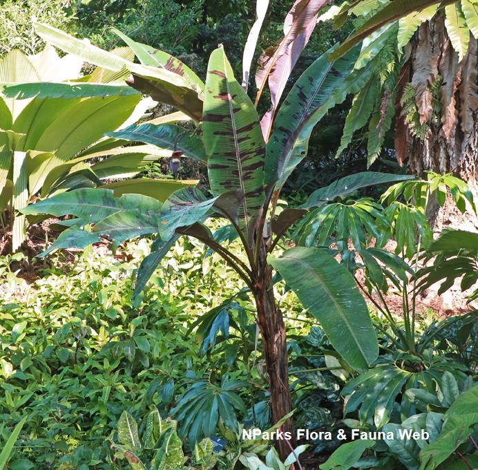 Musa acuminata var. sumatrana_Low Wei Teng