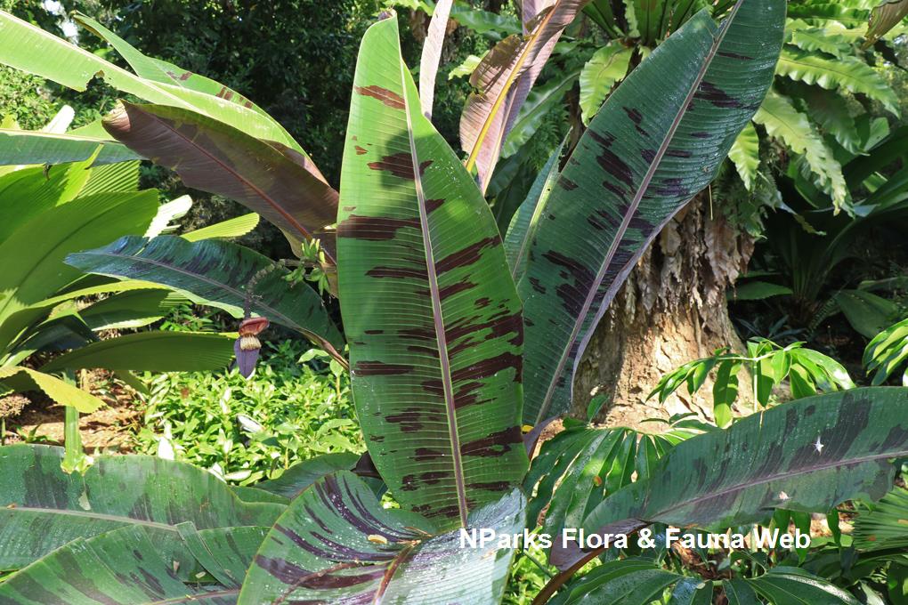 Musa acuminata var. sumatrana_Low Wei Teng