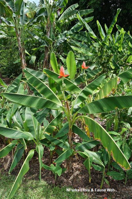 Musa laterita_Low Wei Teng