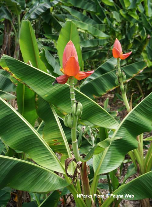 Musa 'Ae Ae'_Low Wei Teng