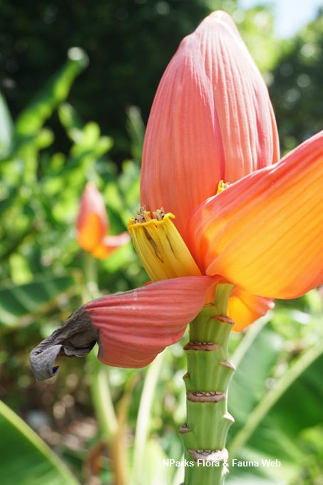 Musa 'Ae Ae'_Low Wei Teng