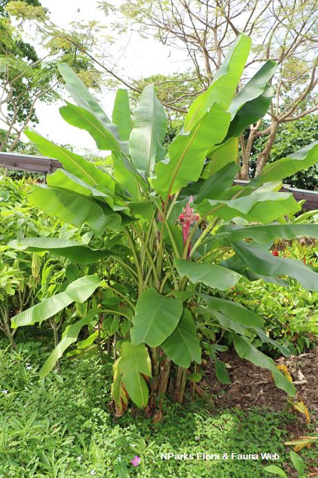 Musa velutina_Jessica Teo