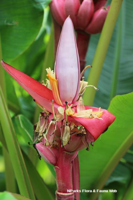 Musa velutina_Jessica Teo