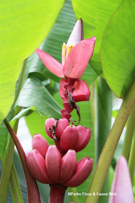 Musa velutina_Jessica Teo