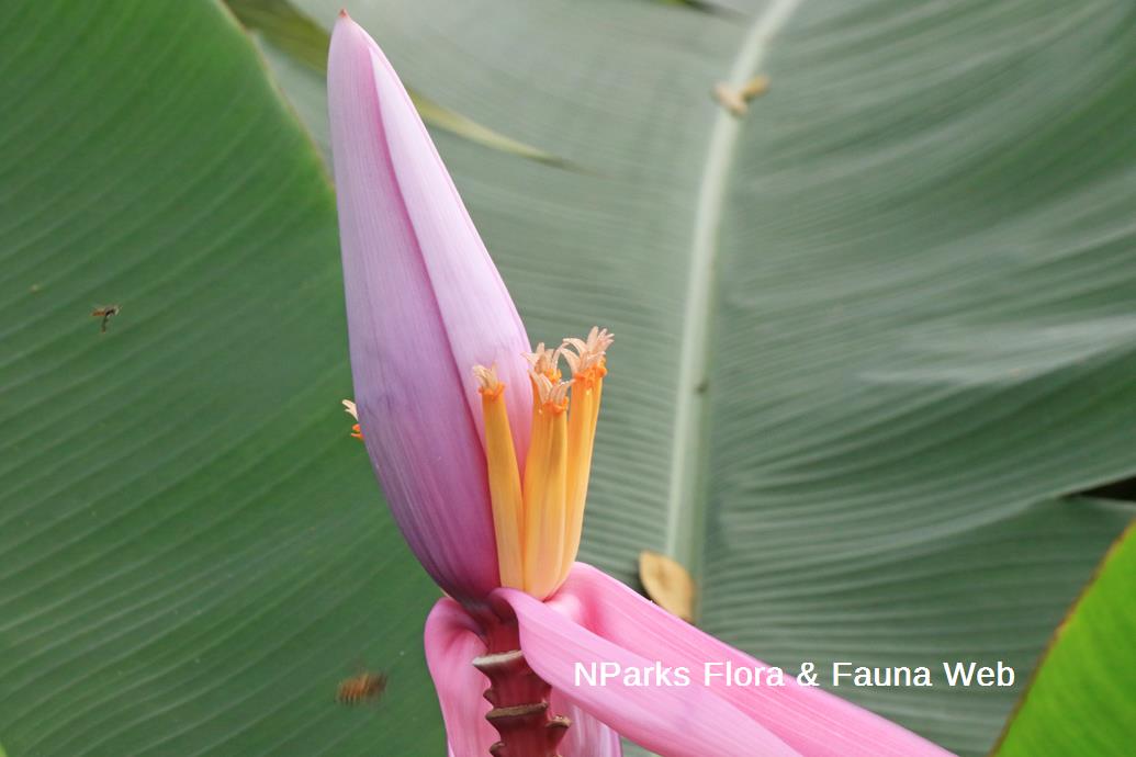 Musa velutina_Low Wei Teng