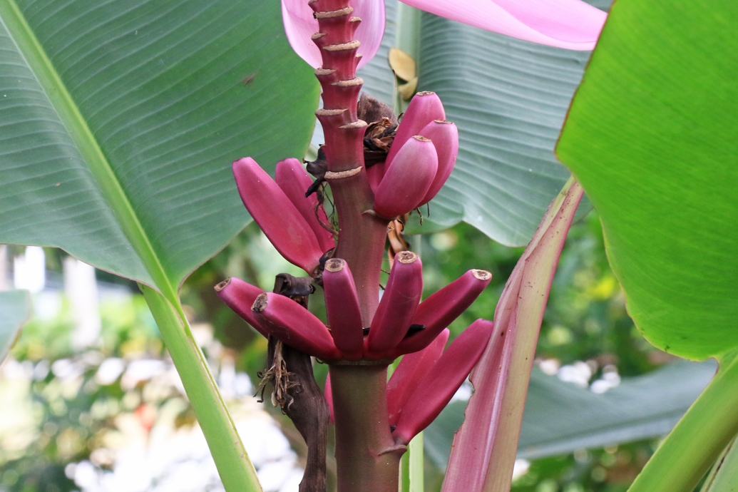 Musa velutina_Low Wei Teng