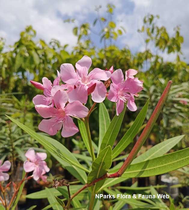 Nerium oleander Pink