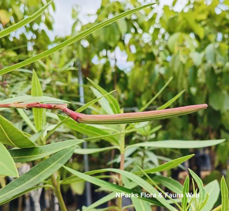 Nerium oleander Pink