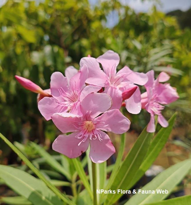 Nerium oleander Pink
