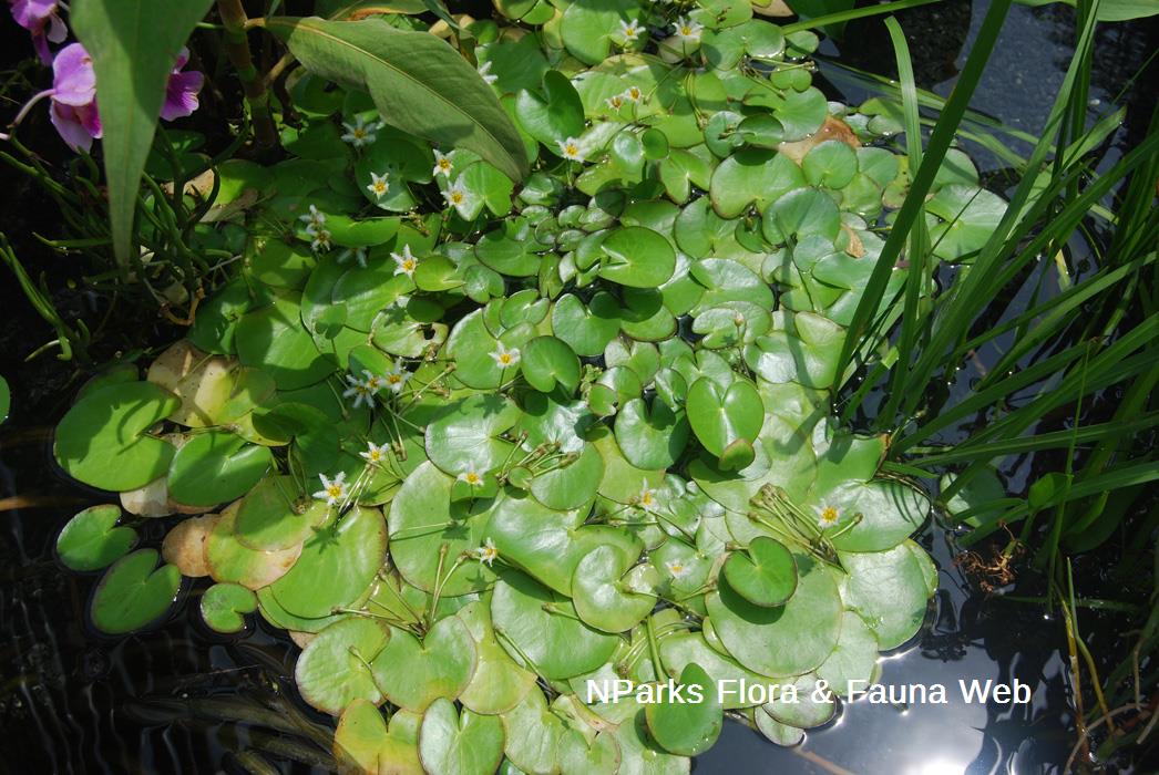 Nymphoides_indica_Jennie_Tang