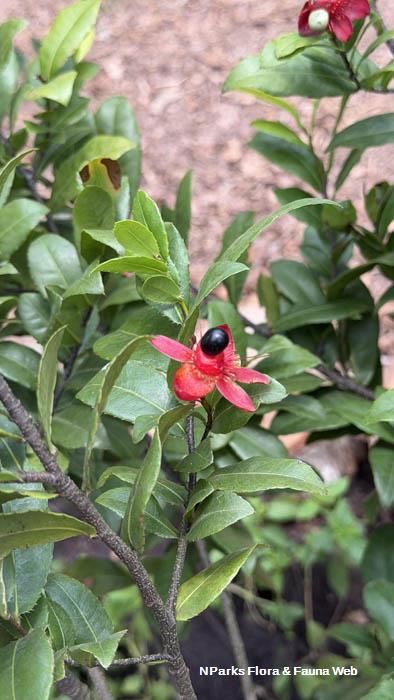 Ochna kirkii