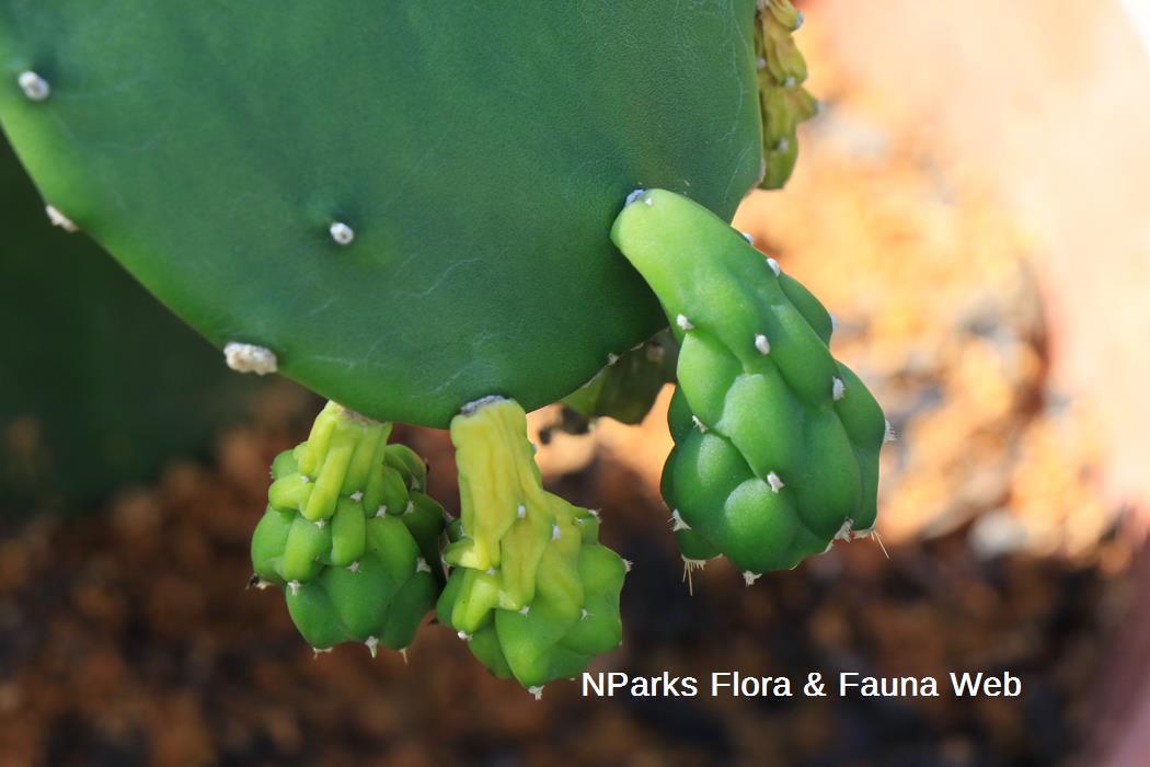 Opuntia_cochenillifera_Jennie_Tang_1