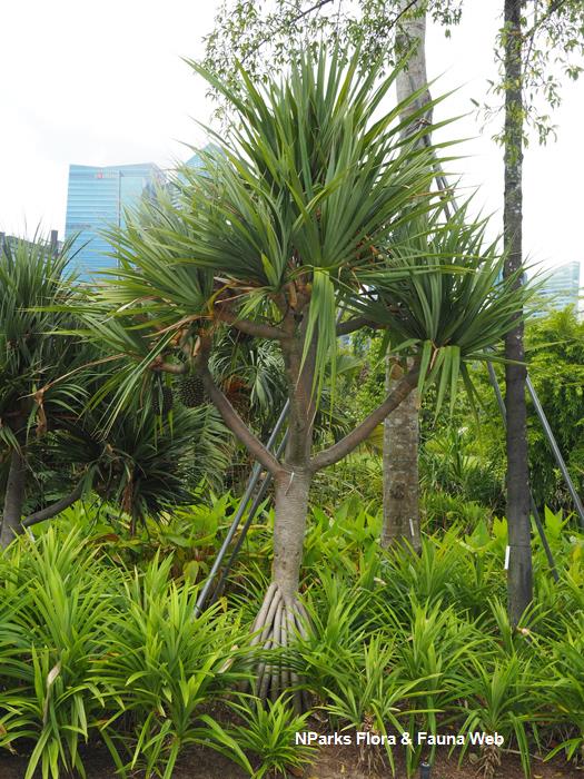 NParks Pandanus utilis